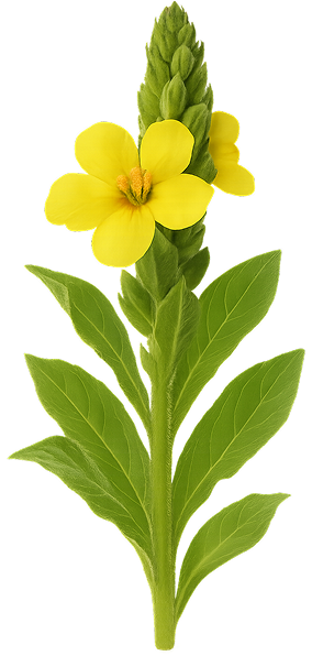 Mullein Leaf